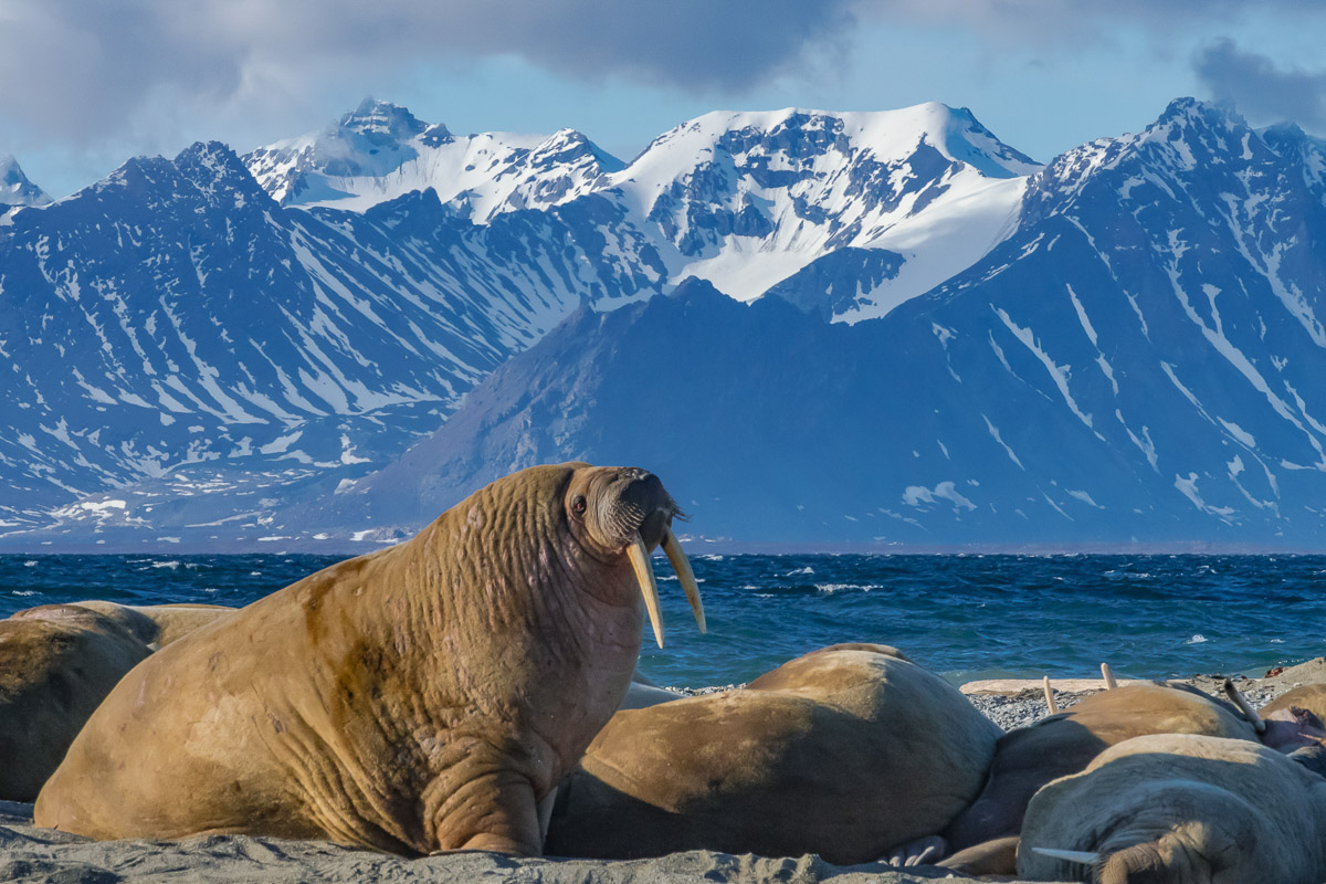 Sv Albard Jan Mayen Island 12