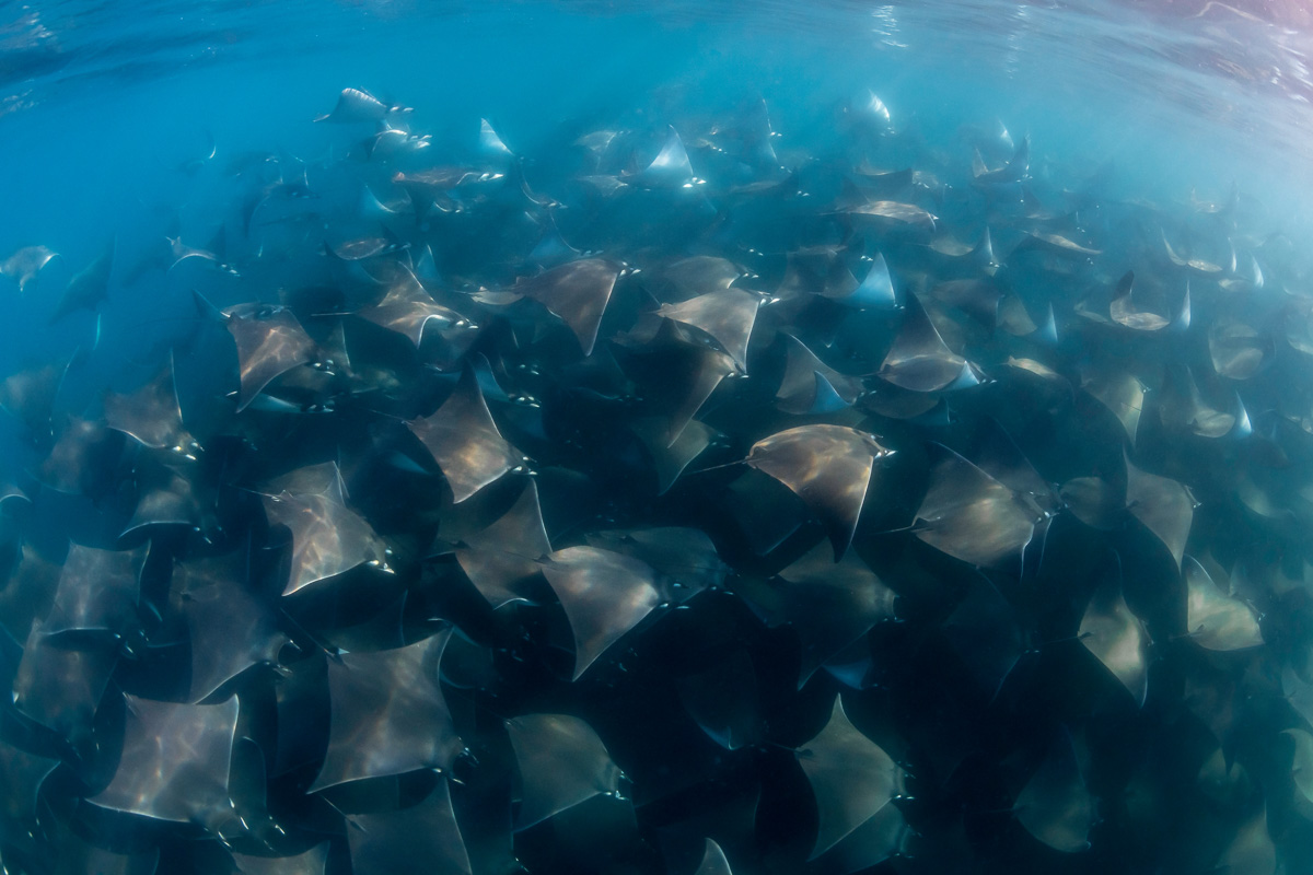 Migrating mobula rays in the Sea Of Cortez, Mexico