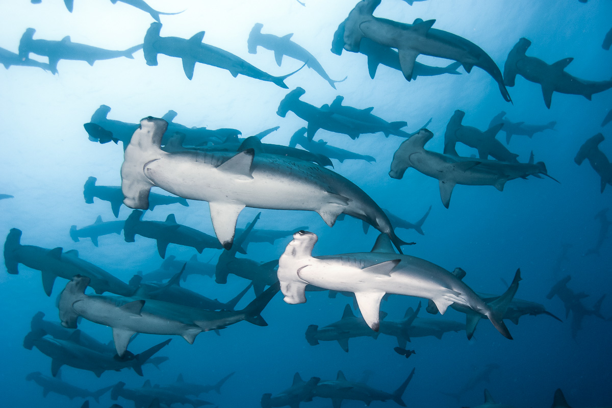 Hammerheads in the Galapagos Islands