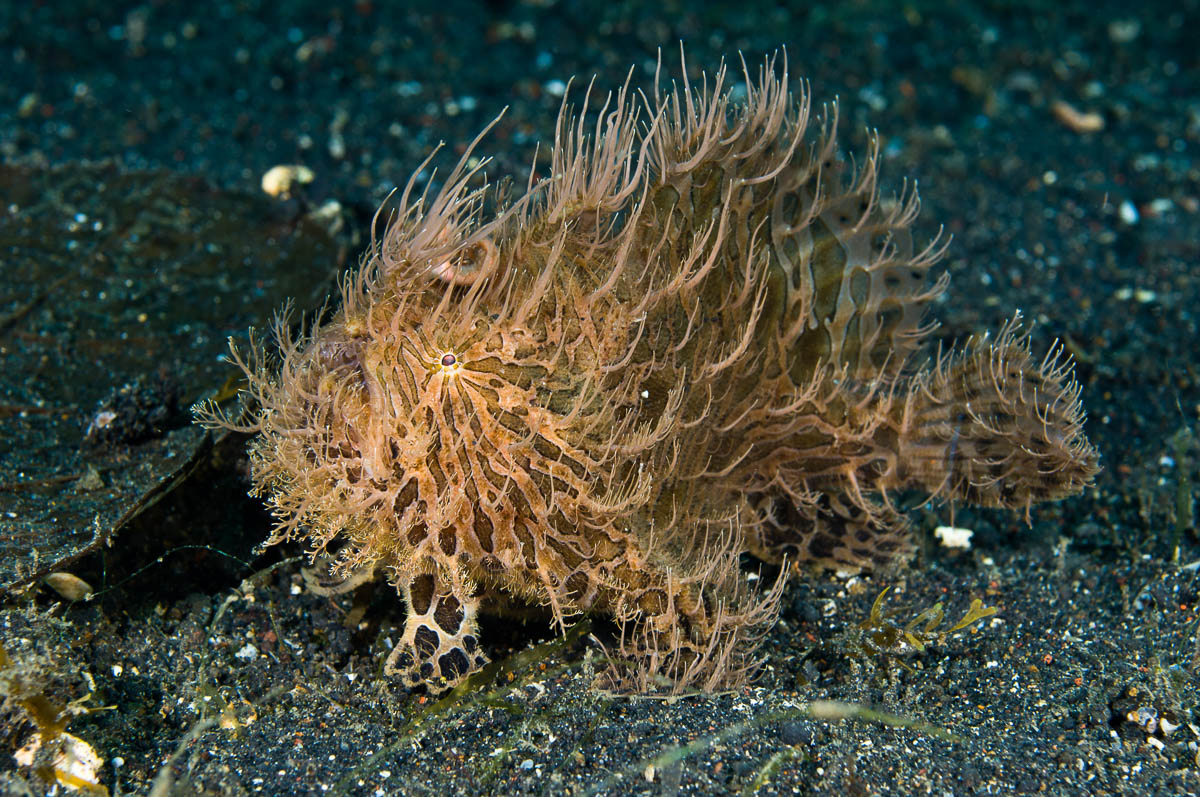 Hairy frogfish in the Lembeh Strait
