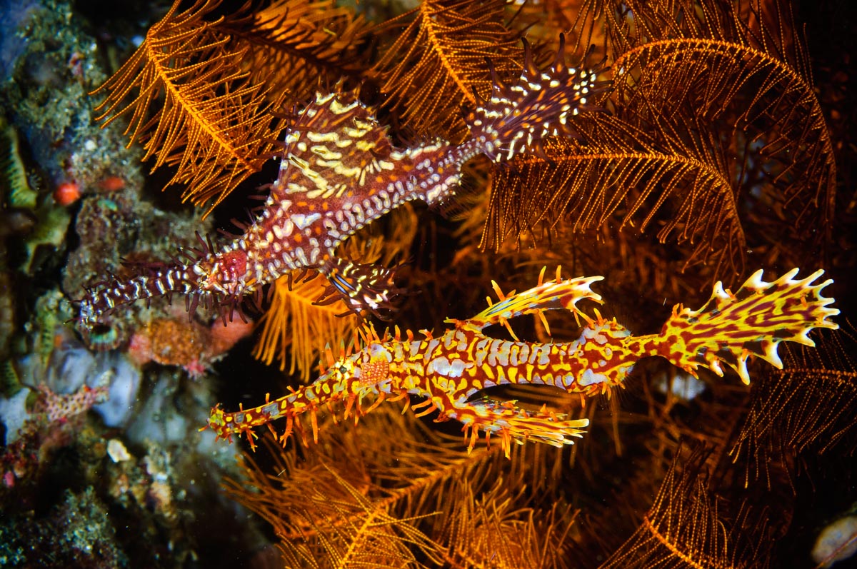 Ghost pipefish in Milne Bay, PNG