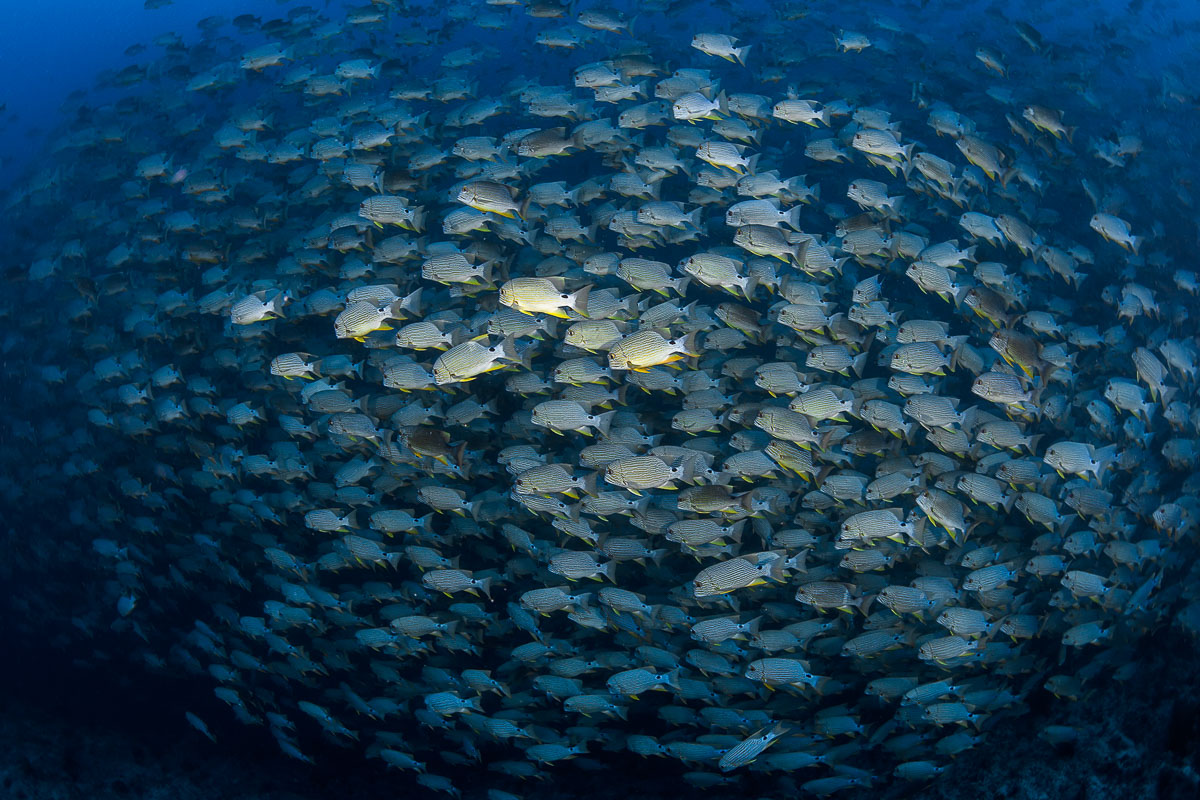 Sailfin snapper in Palau