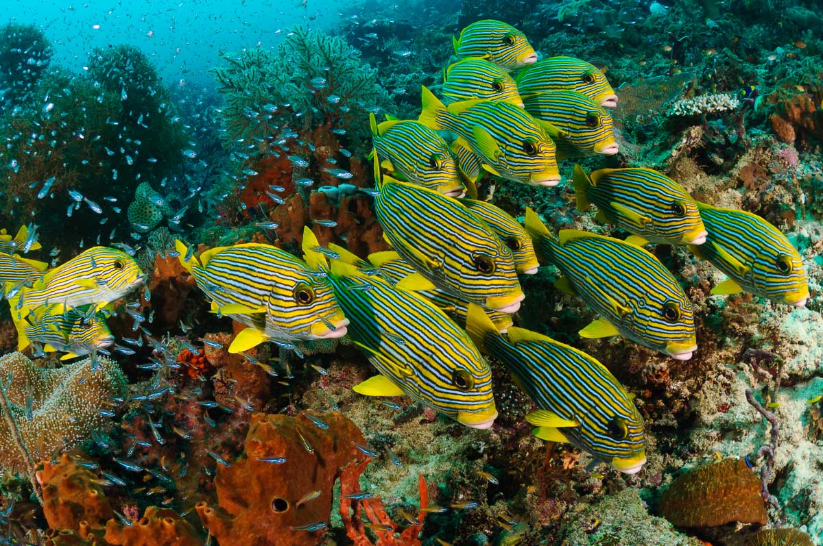 Schooling sweetlips in Raja Ampat