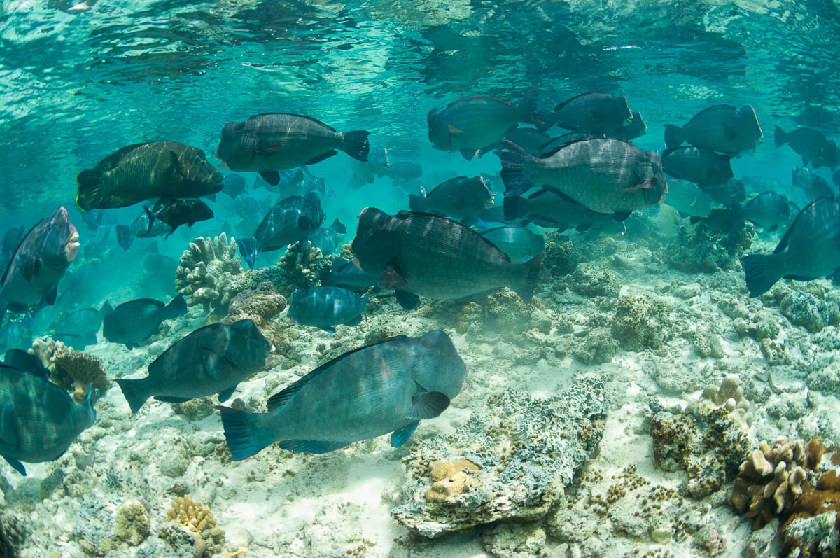Bumphead parrotfish at Sipadan, Malaysia