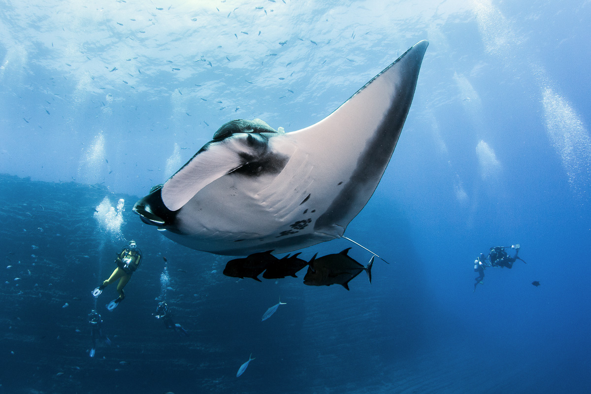 Oceanic manta ray in Socorro