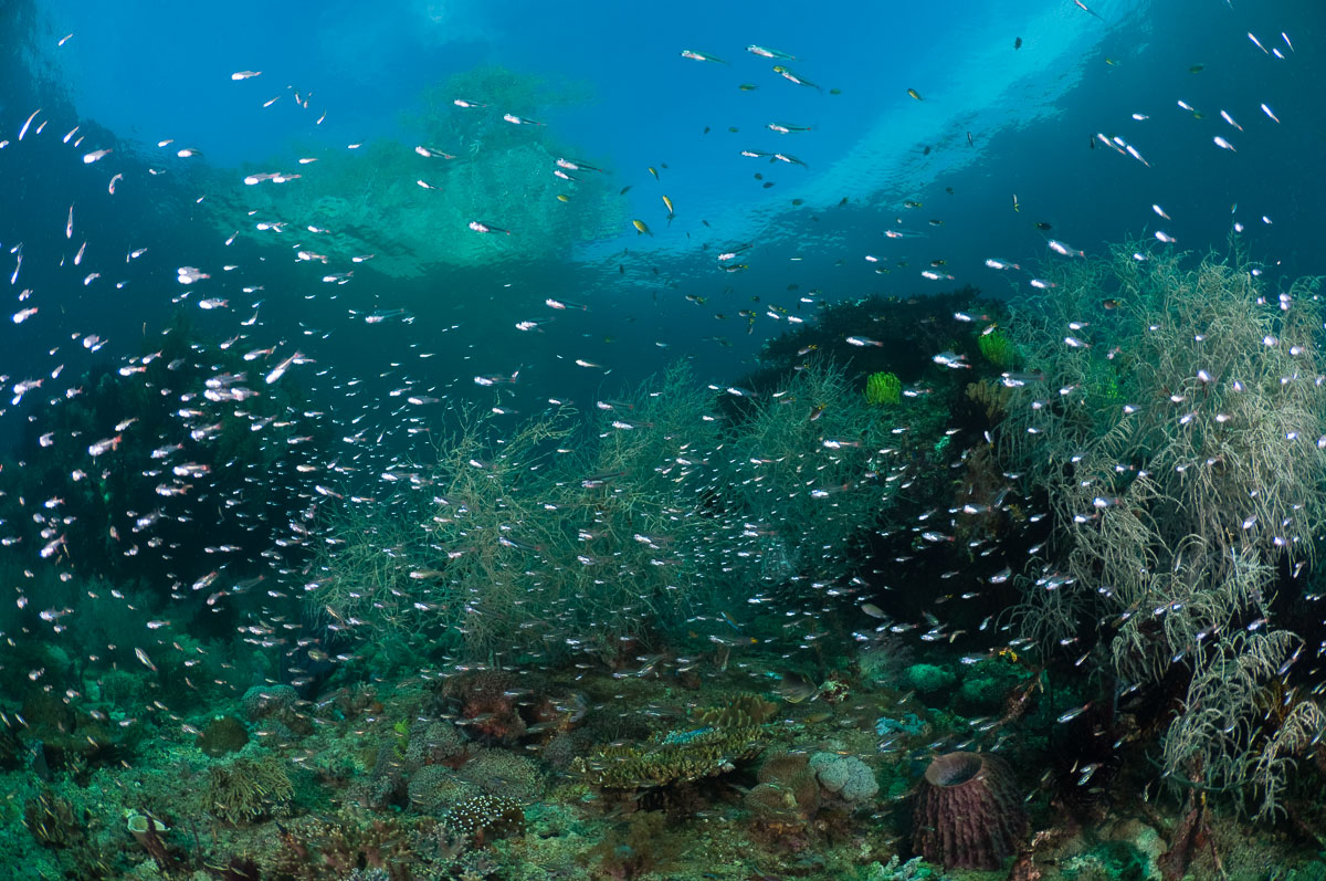 Unique reefs of Triton Bay, Indonesia