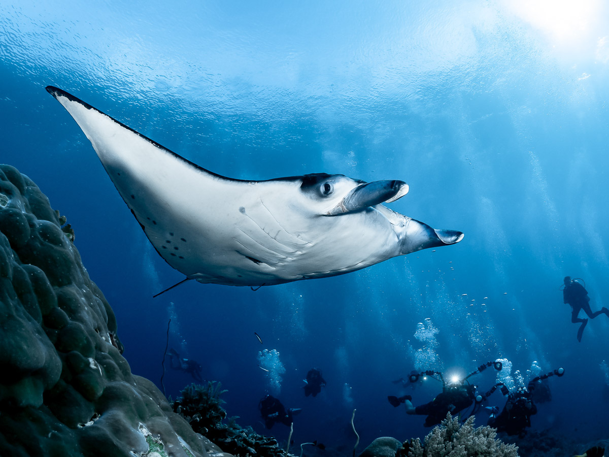 Manta ray at Tubbtaha Reef