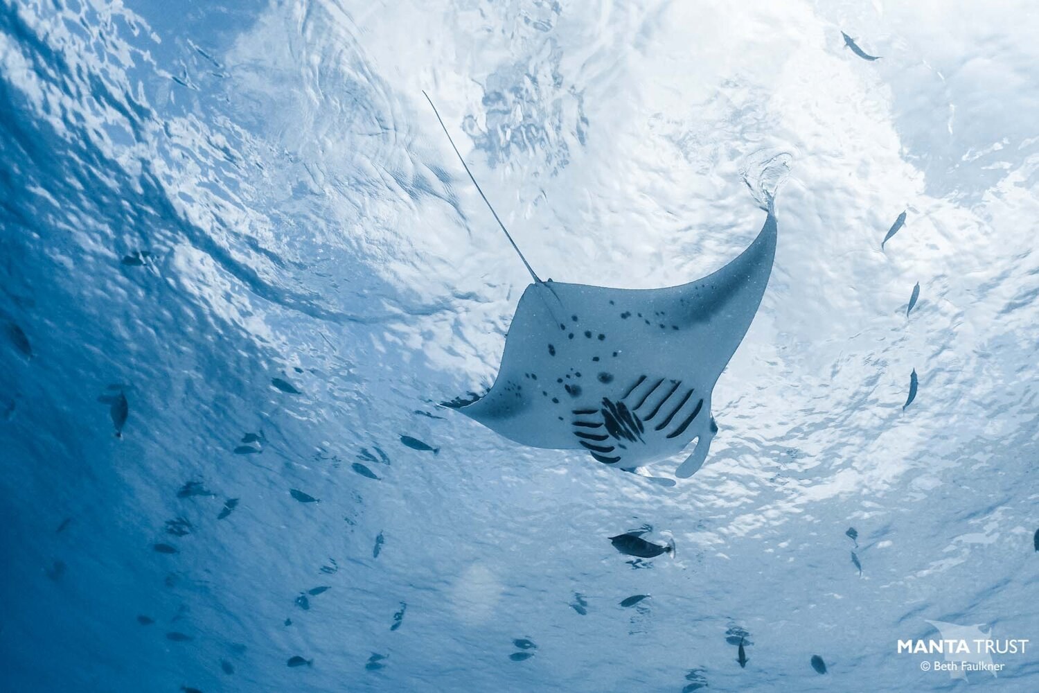 Manta Ray Identified By Manta Trust