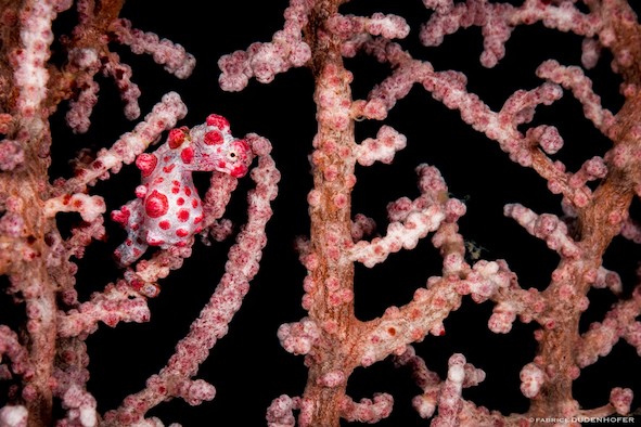 A peek into the world of pygmy seahorses