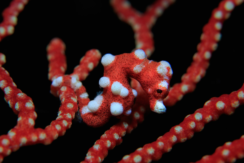 A peek into the world of pygmy seahorses | ZuBlu