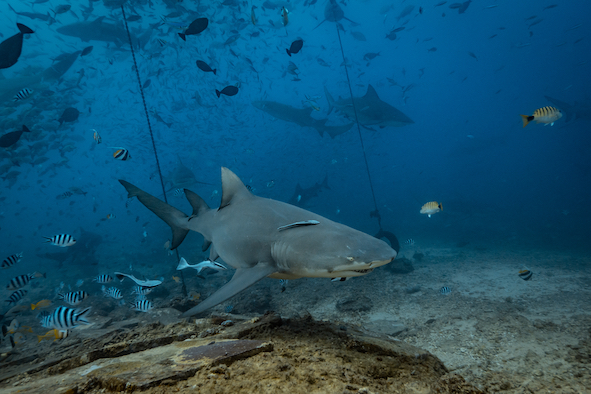 Fiji is home to many resident sicklefin lemon sharks