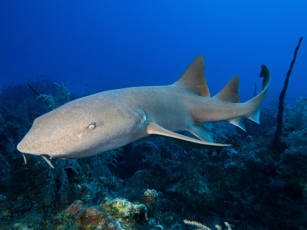 Tawny nurse sharks are among Fiji's most at-risk species