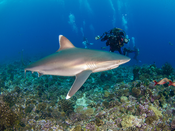 Silvertip sharks can also sometimes be spotted in Fiji
