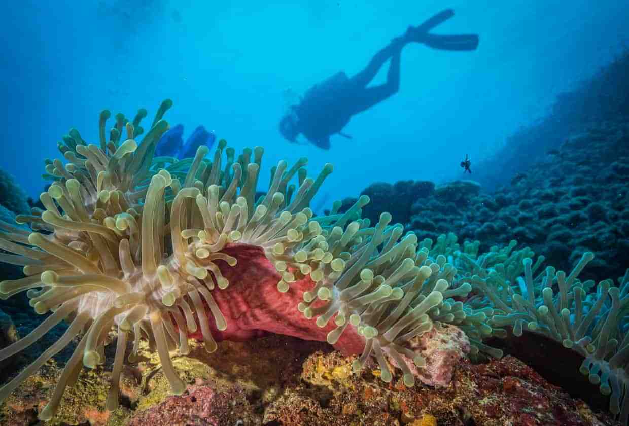 Coral reef off the shore of Tanzania. Photo by: Michael Markovina. Source: The Guardian