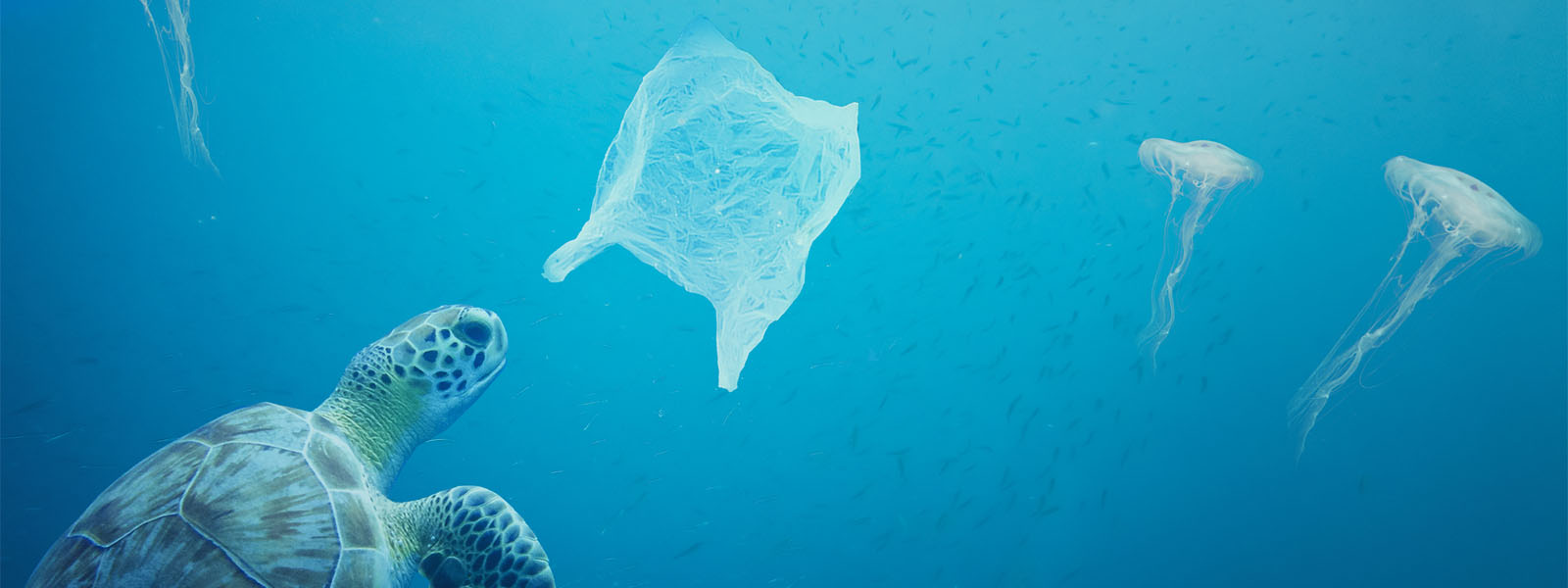 Are plastics and microplastics in the Ocean on the increase?