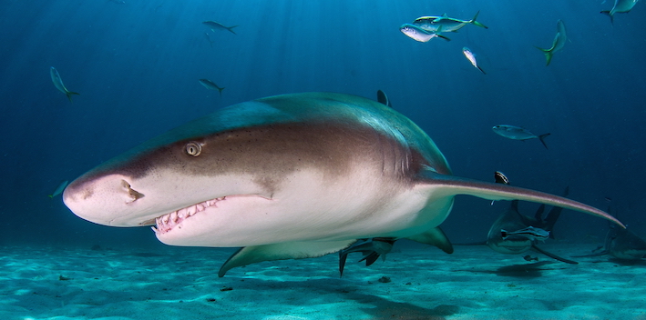 Researchers believe lemon sharks gather around Bimini to give birth