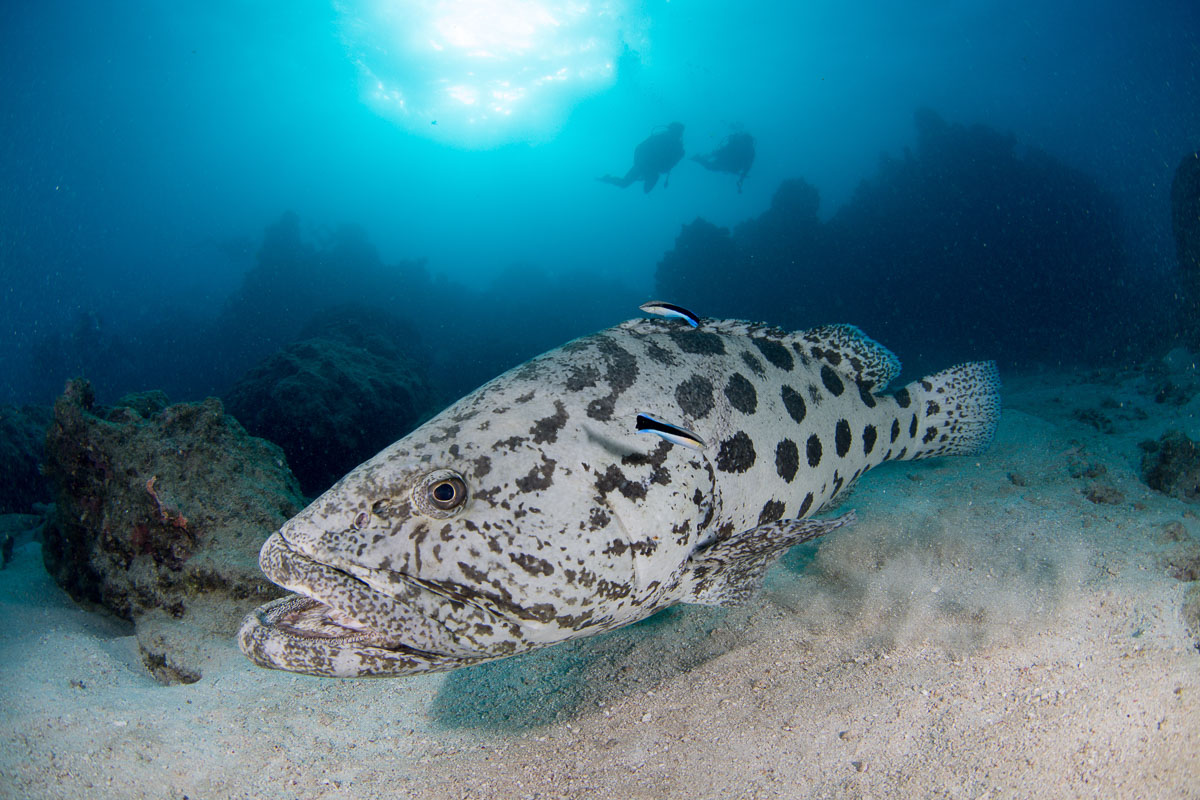 Famous inhabitants of the Cod Hole, Great Barrier Reef