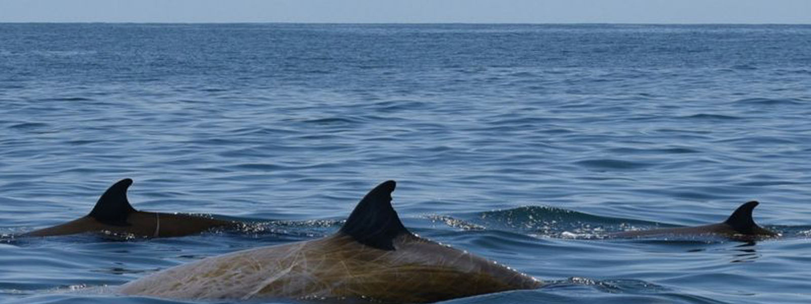 Beaked whale breaks diving record