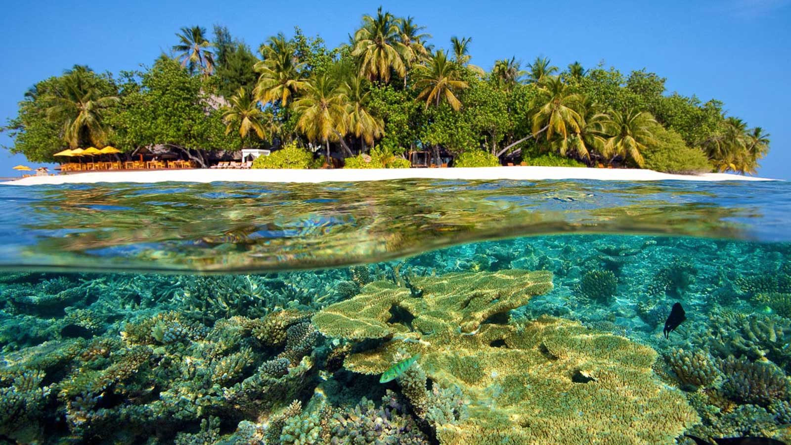 Best house reefs in the Maldives