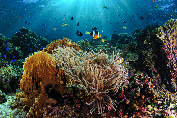 It's not just macro on offer around Dauin and Dumaguete, the nearby island of Apo is home to some stunning reefs