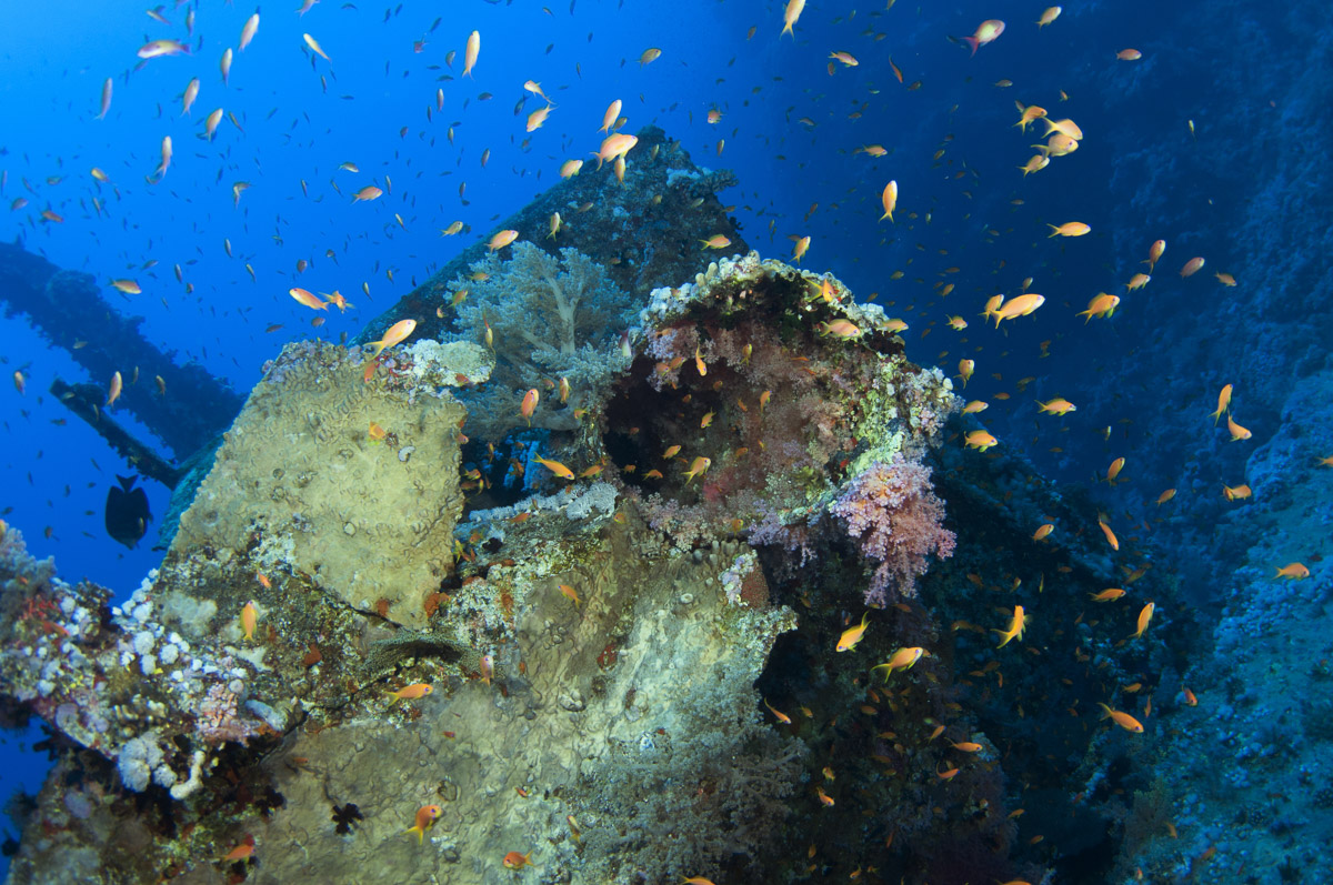 Best wrecks in the Red Sea: Egypt's Aida wreck