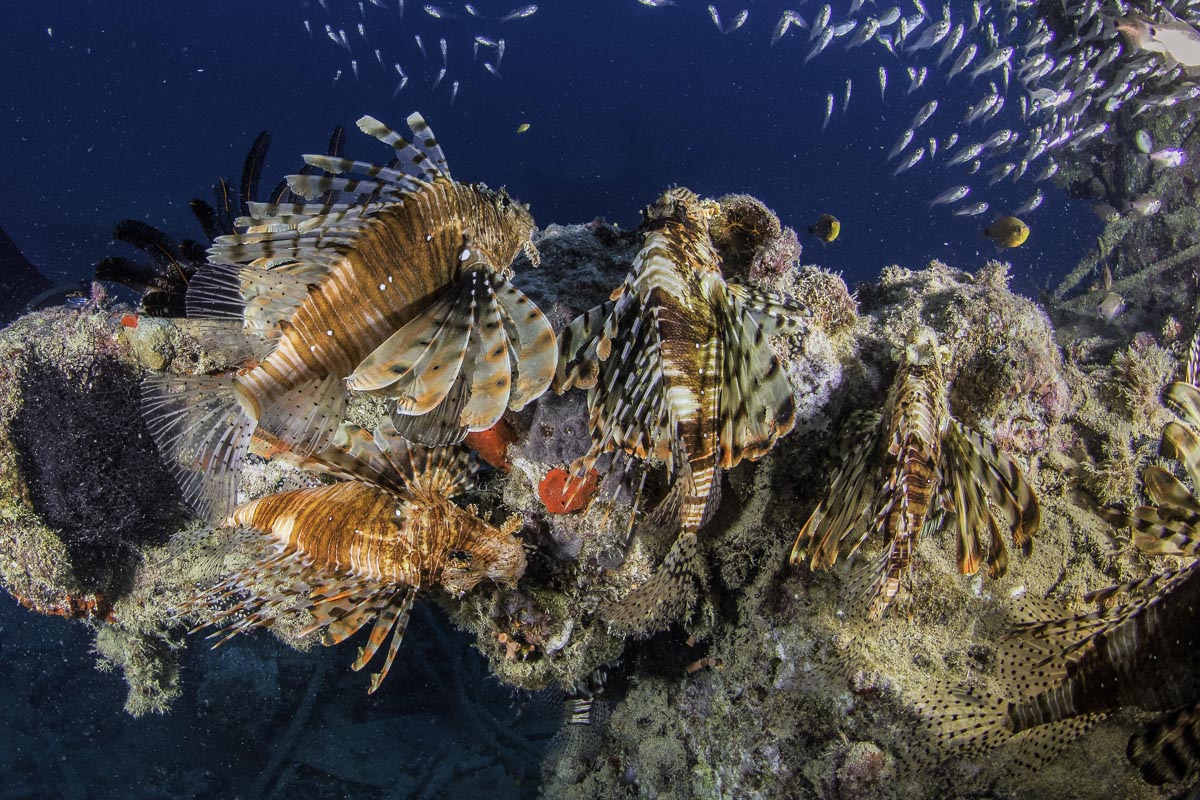 Best wrecks in the Red Sea: Egypt's Rosalie Moller wreck