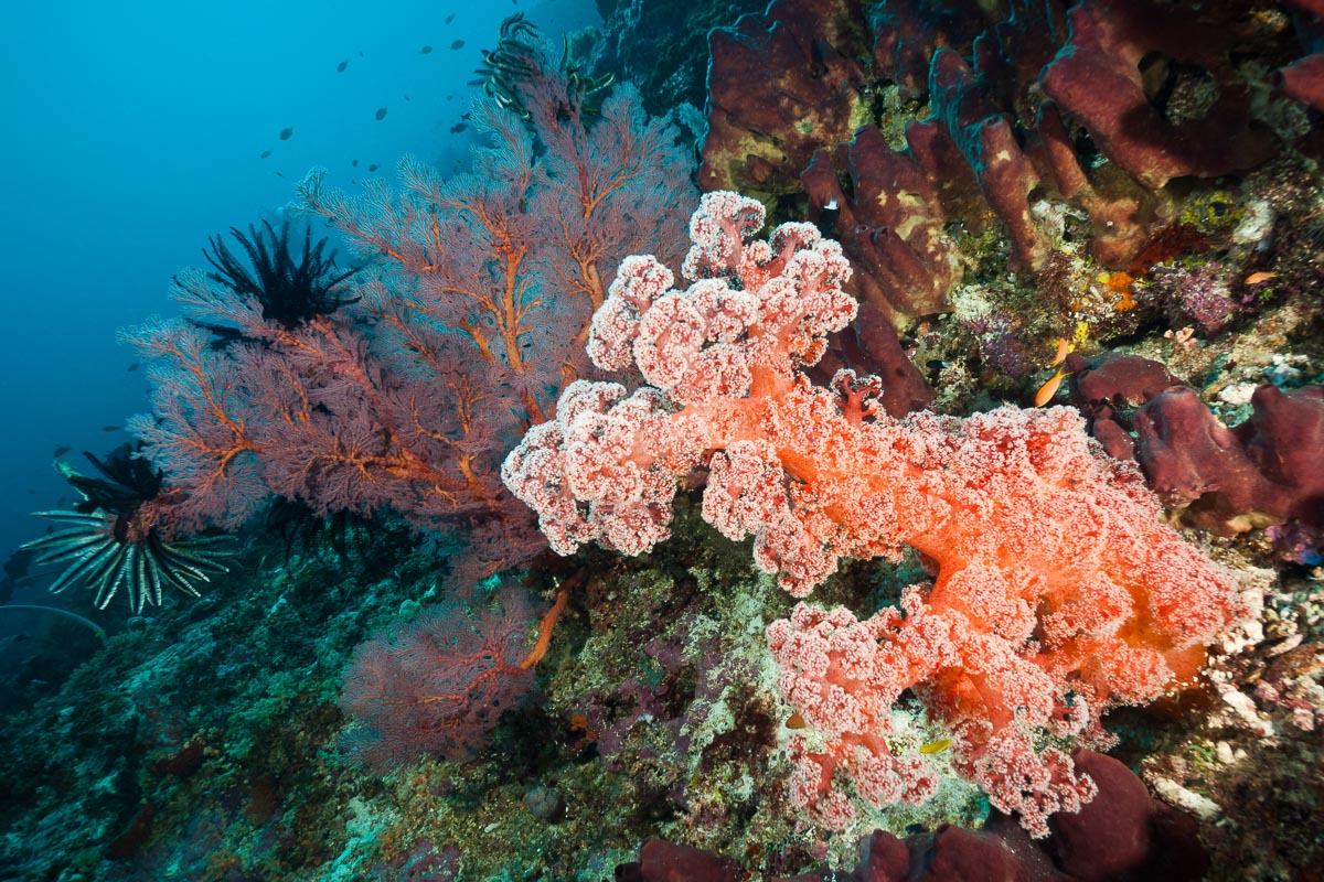 Coral reefs flourish in the remote dive destination of Maratua
