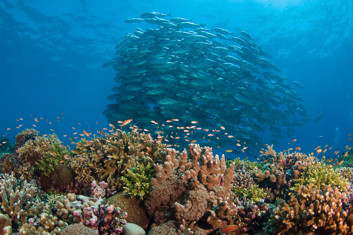 Tubbataha's isolation has helped the reef life thrive