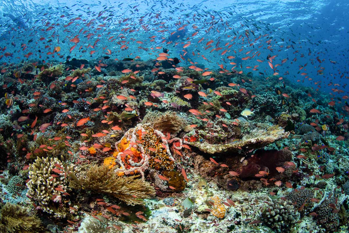 A spectacular reef in Alor