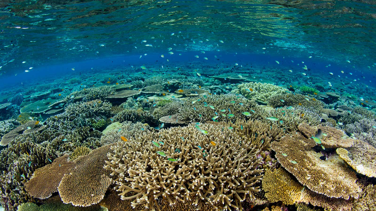 The world’s best destinations for coral reef scuba diving