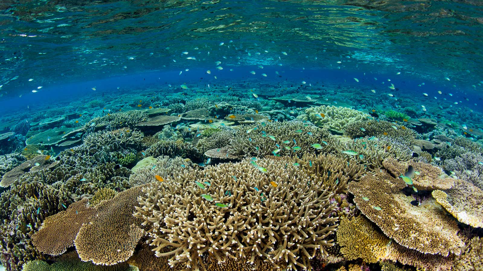 Ningaloo Reef