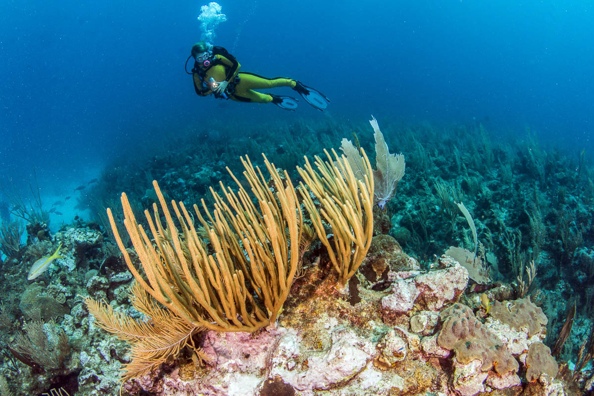 Coral reef at Lighthouse Reef