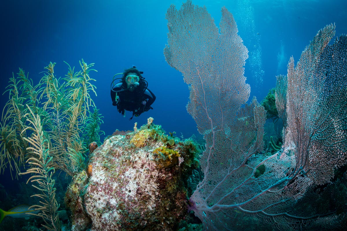 Seafans on Bonaire's reef