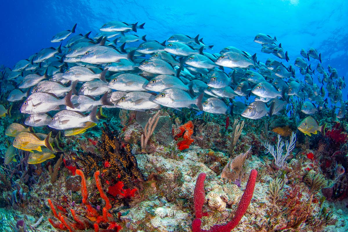 Cozumel's beautiful coral reef