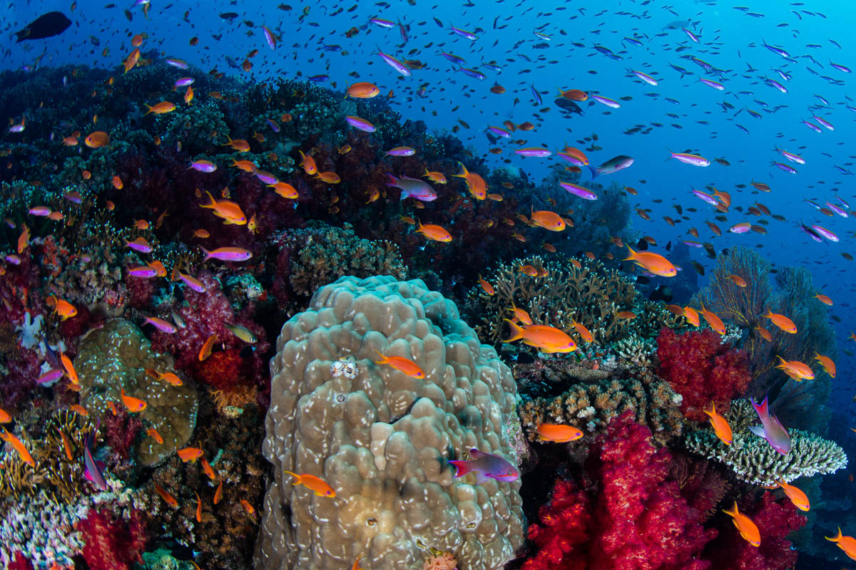 Schooling fish and corals in Fiji