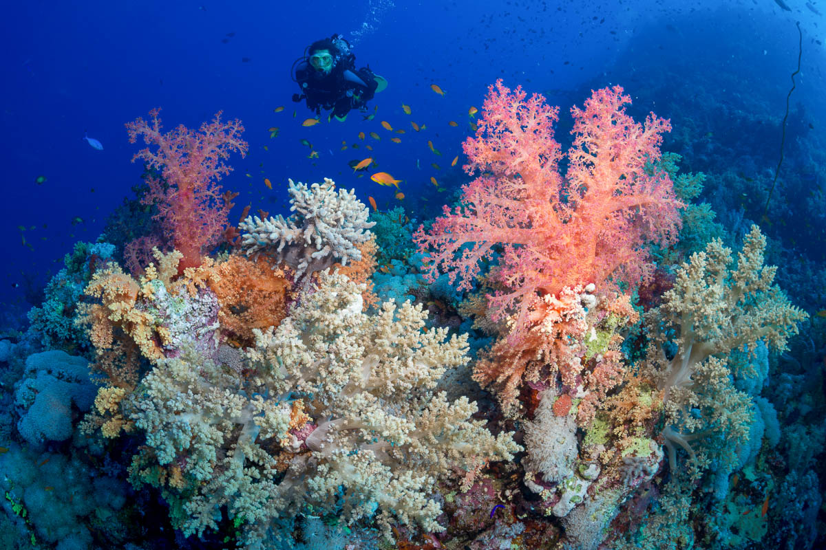 Beautiful reef in the southern Red Sea