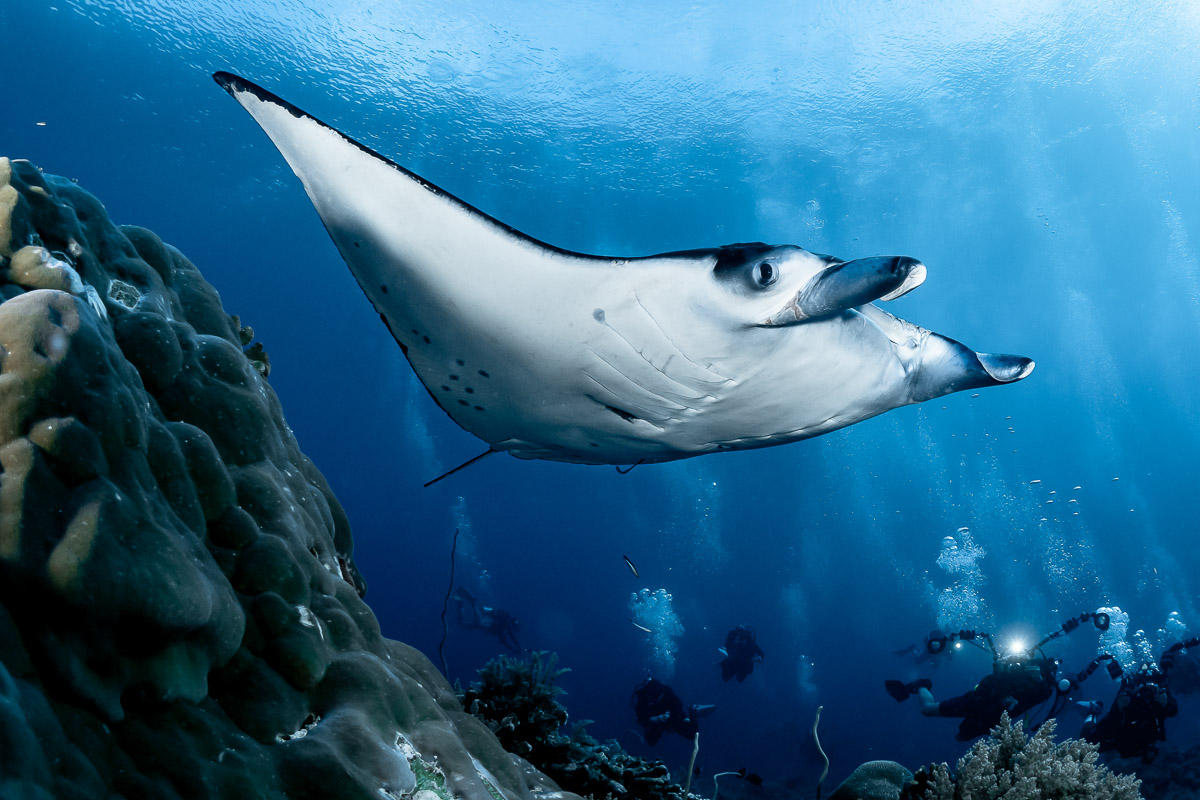 Manta ray on Tubbataha's reef