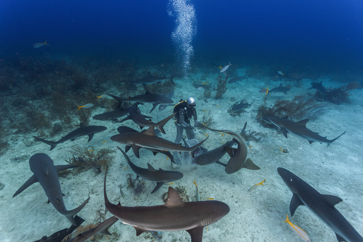 Sharks gather at Nassau's famous Arena.