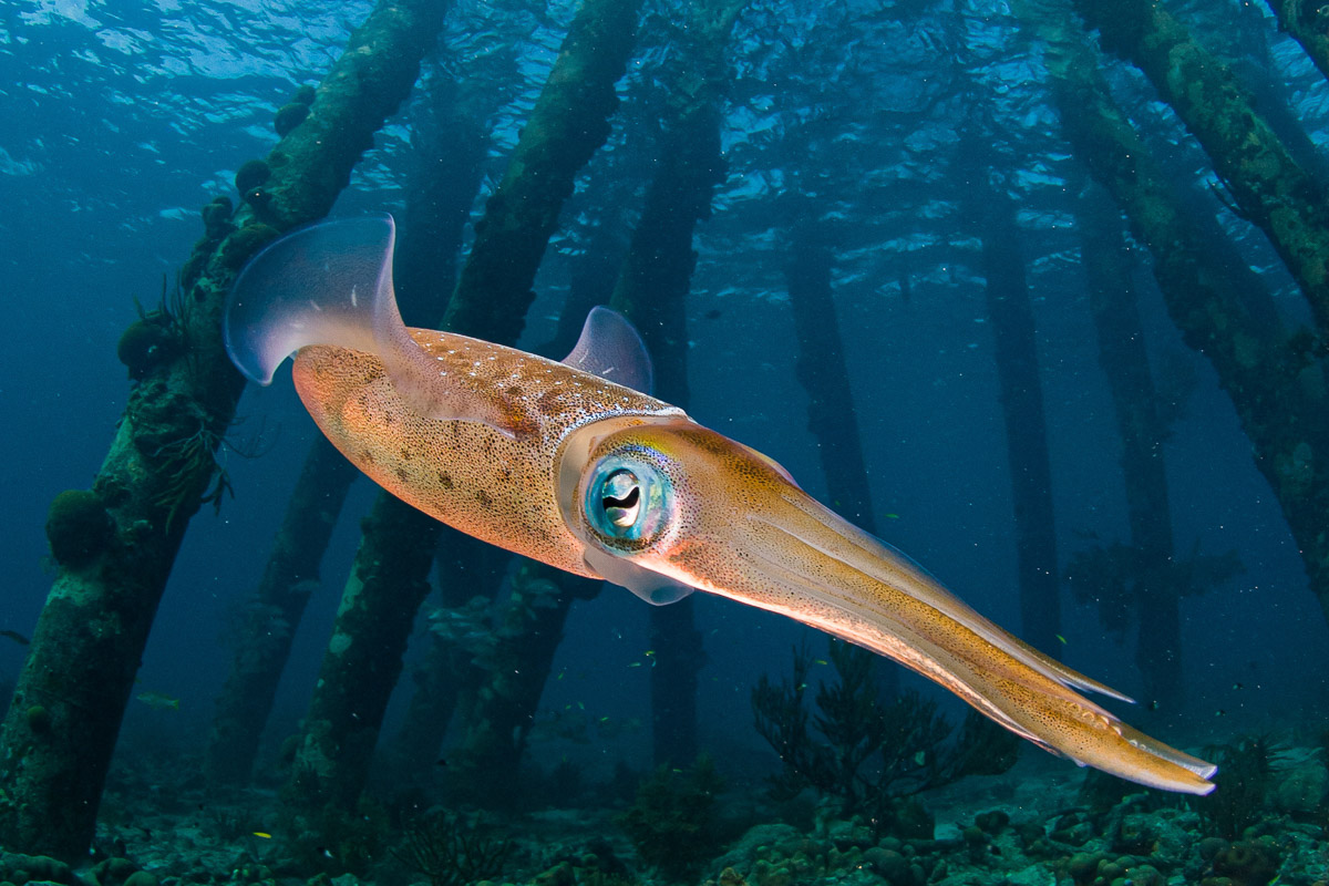 A reef squid beneath Bonaire's famous Salt Pier.