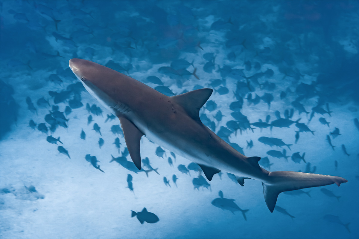 A shark cruising through the Sandbore Channel.