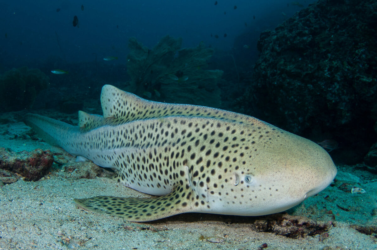 Zebra Sharks to be hatched in Raja Ampat