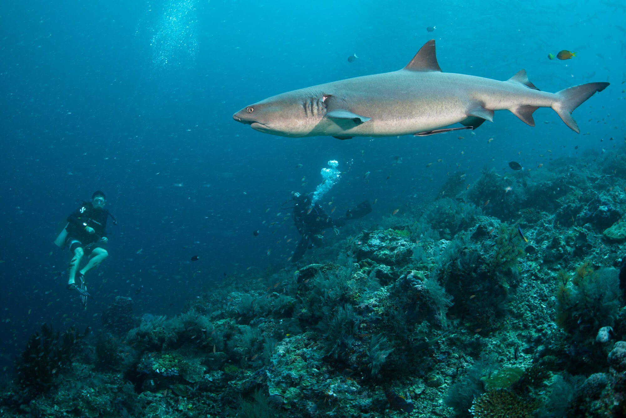 Reef sharks can be seen cruising above Sipadan's colourful coral