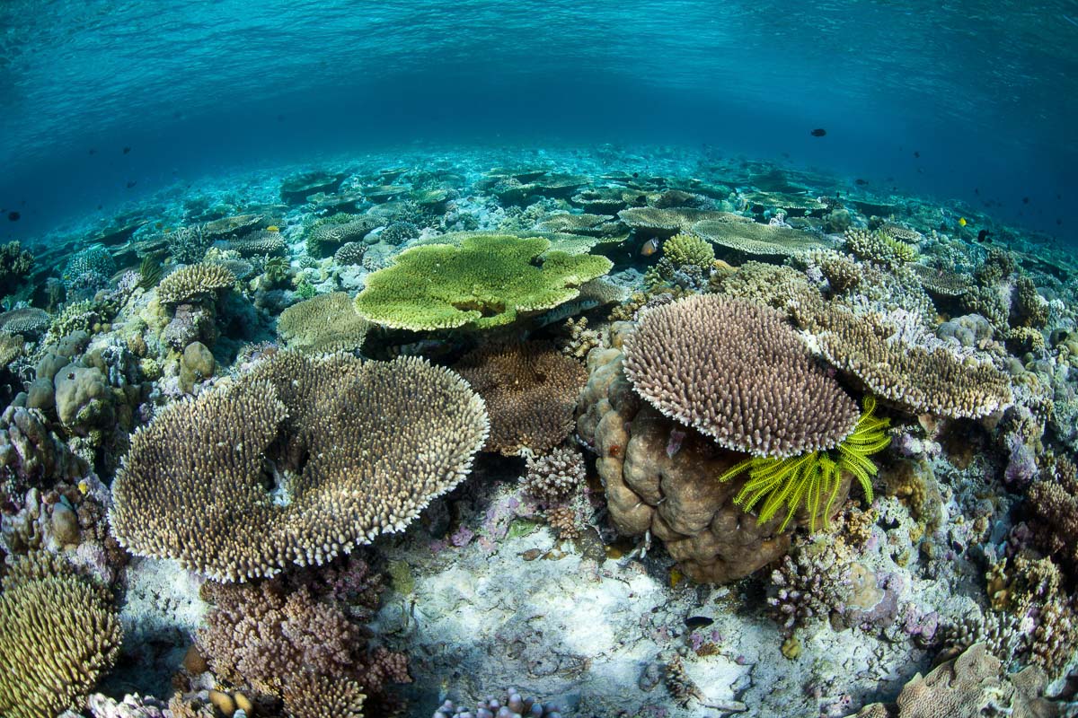 Beautiful shallow reefs in Wakatobi, Indonesia