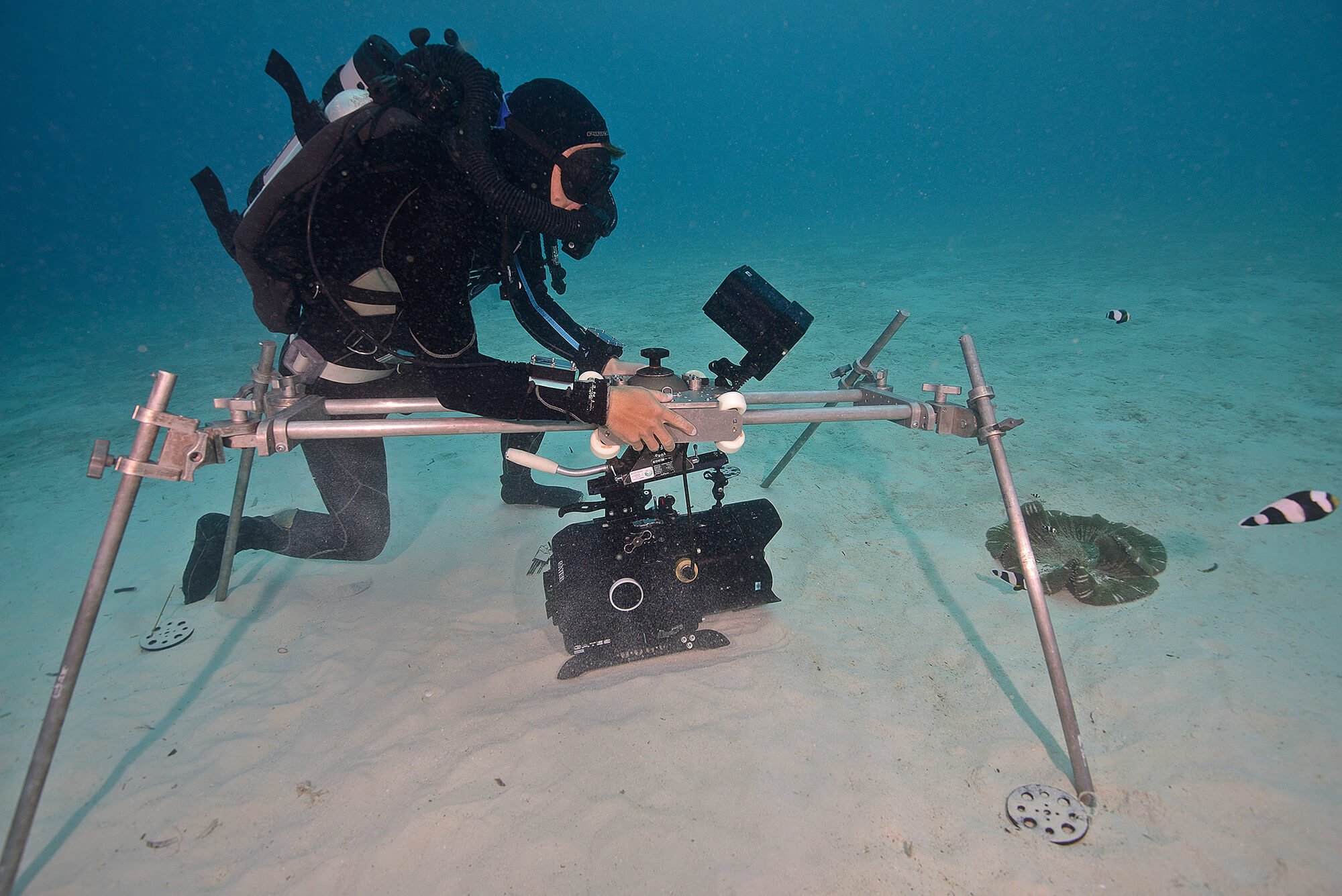 Filming Blue Planet II - an interview with cameraman Roger Munns