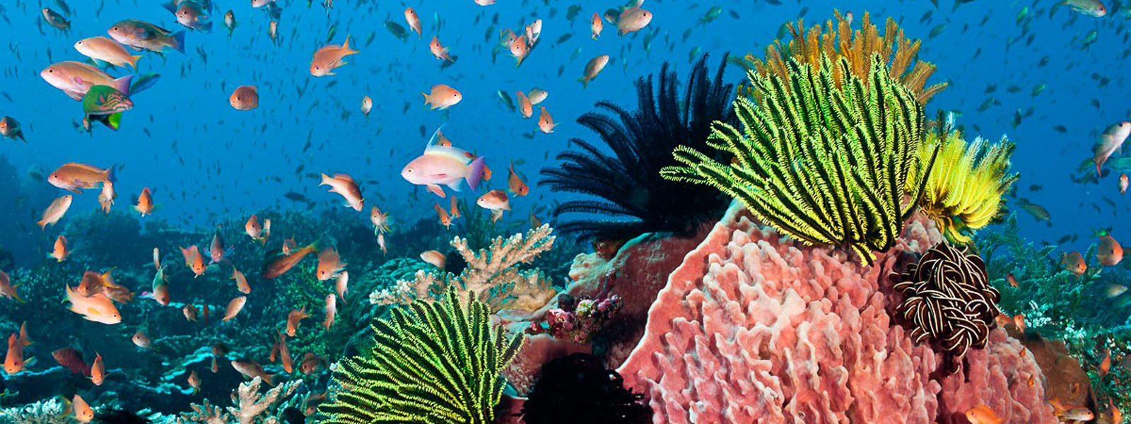 CRISPR helps uncover how corals cope with warming oceans  