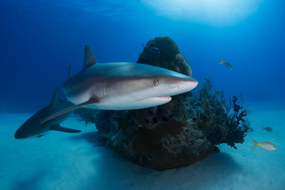 Sharks are a highlight of diving in the Bahamas