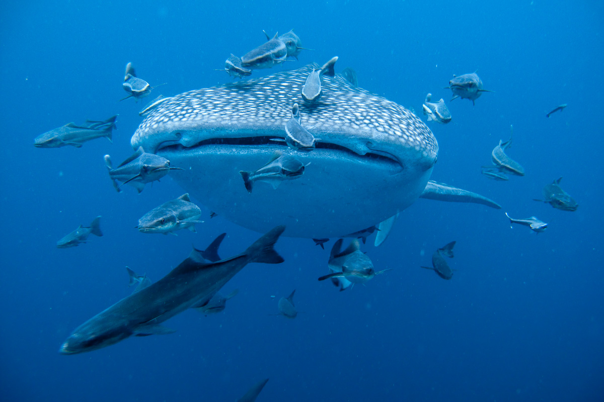 Located in the Bay Islands, the island of Utila offer year-round whale shark encounters