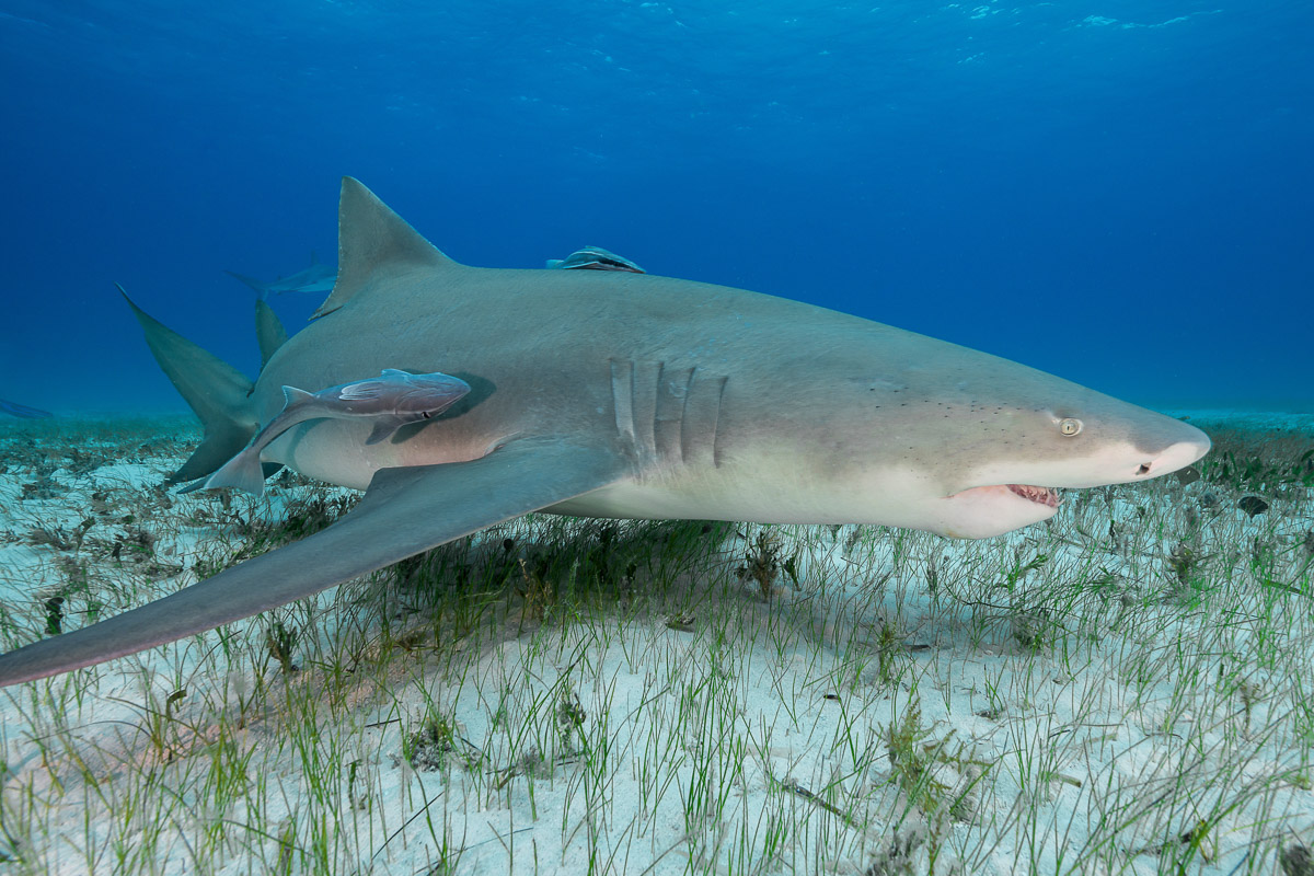 Lemon sharks are often seen hunting on sand flats