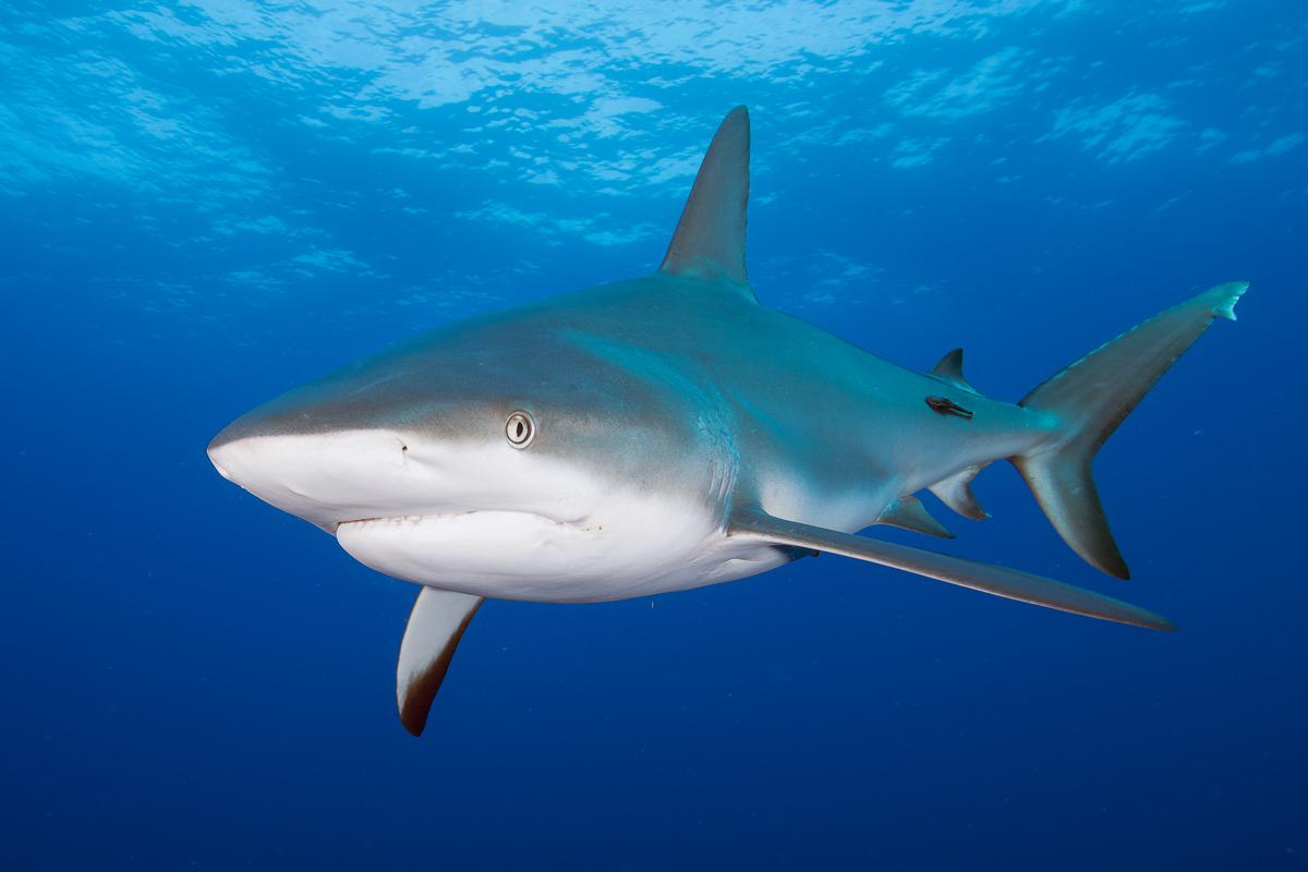 Silky shark swimming in open water makes for an exceptional encounter