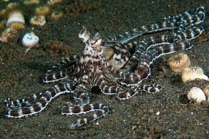 Mimic octopuses are so cunning they will even disguise themselves as other animals